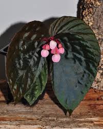 Image result for Begonia loranthoides