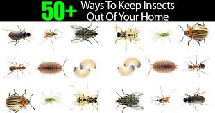 Instead of saving immensely in your pocket you can control pests on your own no need for someone else to do it when you can be the guardian of your own home. Pin On Nan S Dessert S