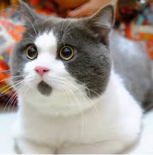 This is natural and not. The Small Characteristics Of British Shorthair Cats Don T You Want To Raise A Fat Blue Man Like This Inews