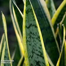 Image result for Vahadenia laurentii