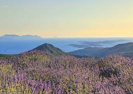 Green List Travel Exploring The Beautiful Lavender Fields In Hvar Croatia Daily Mail Online
