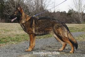 How to spell german, correct spelling of german, how is german spelled, spell check german, how do you spell german. Dr Ferox Veterinarian Retro German Shepherds