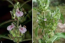 Image result for Meiosperma debile