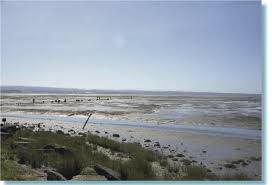 Intertidal Mudflats In North Bay Of Humboldt Bay Humboldt County Download Scientific Diagram