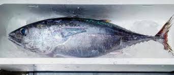 マグロ一本の写真素材｜写真素材なら「写真AC」無料（フリー）ダウンロードOK
