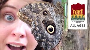 Butterflies & Moths! Part 2