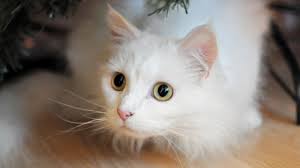 Dari jenis kucing anggora asli, kucing anggora yang hasil persilangan antara kucing anggora jenis yang satu dengan jenis kucing anggora yang lainnya. Harga Kucing Persia Dibawah 500rb Apa Ada Info Binatang