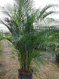 Image result for Dypsis