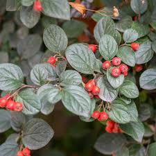 Image result for Cotoneaster