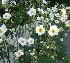 Along The Sidewalk Japanese Anemones Plantas Flores Y Amapolas