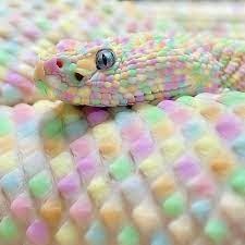 Easter Snake Cute Reptiles Rare Animals Albino Animals