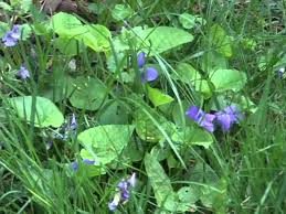 Check spelling or type a new query. Lawncare University Problem Weeds Youtube