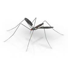 3d Animals Collection Mosquito 3d Model Gsm 3ds For Exterior 3d Visualization Mosquito