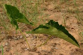 Image result for Stylochaeton puberulus