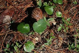 Image result for Astropanax myrianthus