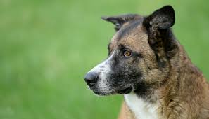 How to check your dog for fleas at home? How To Check Your Dog For Fleas At Home Puppy Leaks
