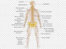 The nervous system is the body's inner communication system. Outline Of The Human Nervous System Human Body Central Nervous System Peripheral Nervous System Brain People Human Human Brain Png Pngwing