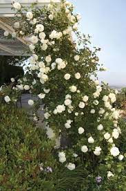 Climbing Rose White Eden Rosa Climbs 12 Tall Blooms June September A White Version Of Eden Known To Have Climbing Roses Eden Rose Rose Garden Design