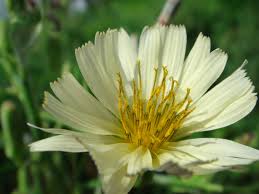 Image result for Lactuca indica