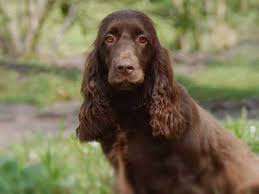 Puppies are super soft and playful natured looking for. Boykin Spaniel Price Temperament Life Span