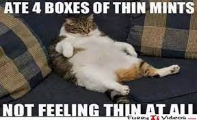 Fat cat images head the list of funny cat memes. Funny Fat Cat Memes