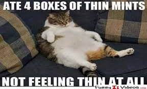 500 x 348 jpeg 52 кб. Funny Fat Cat Memes