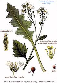 Image result for Crambe kilimandscharica