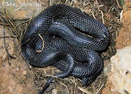Snake crawl on top of my feet. Common Kingsnake State Of Tennessee Wildlife Resources Agency