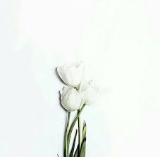 Pin By Ruby On White Background Flower Aesthetic White Background Photography Spring Aesthetic