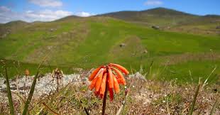 Image result for Hebenstretia angolensis