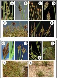 Image result for Carex bequaertii