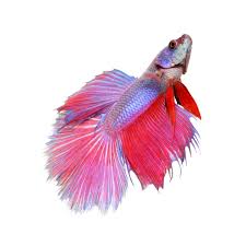 Betta fish jump jumping out of bowl how to train your betta fish wikihow www.wikihow.com. Facts And Care Tips About The Beautiful Crowntail Betta Fish Pet Ponder