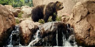 The mexican grizzly bear (ursus arctos nelsoni) is an extinct grizzly that ranged from mexico to as far north as colorado and the mexican grizzly bear was the smallest of all north american grizzlies. Do Grizzly Bears Still Live In Colorado