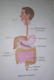 Body details.the diagram shows the various external. Draw A Labelled Diagram Of The Digestive System Identify The Following Parts In The Human Body The Brainly In