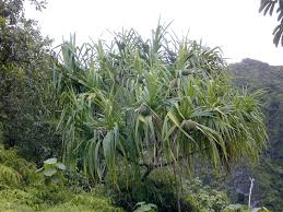 Image result for Pandanus sp. A