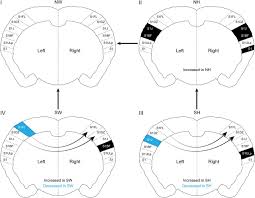 51 people named wong lau living in the us. Lateralized Expression Of Cortical Perineuronal Nets During Maternal Experience Is Dependent On Mecp2 Eneuro