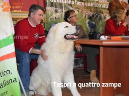 Un pastore maremmano abruzzese può vivere in casa? Svolto Il Convegno Dedicato Al Pastore Maremmano Abruzzese Tra Gli Ospiti Anche Ramon Tesoriaquattrozampe