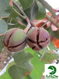 Image result for Thespesia garckeana