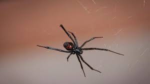 Black widow spiders are all venomous and as stated, a bite from any member of the genus latrodectus constitutes a potential medical emergency. Shocking Bitten By Spider Gardener Loses Entire Leg