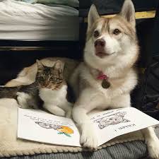 Uc Huskie Tarafindan Buyutulen Tatli Ve Sansli Kedicik Rosie Farklifarkli Kediler Ve Yavrulari Kedi Kopek Cok Sirin Hayvanlar