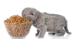 Seperti yang kita ketahui, kucing ini merupakan salah satu hewan peliharaan yang banyak dipelihara berkat keimutan dan kelucuannya. 8 Rekomendasi Makanan Kucing Terbaik Dan Menyehatkan Nusapos