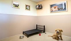 Compare dog boarding services near you for the best dog boarding prices. Luxury Dog Boarding Dog Boarding Near Me K9 Resorts