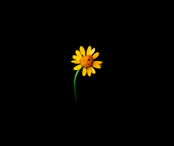Only awesome sunflower desktop wallpapers for desktop and mobile devices. Sunflower Wallpaper 4k Lonely Black Background 5k Flowers 1692