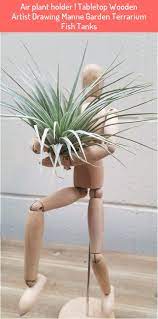 Pin By Monica Henkel On Indoor Naturescaping In 2021 Air Plants Air Plant Holder Air Plant Display