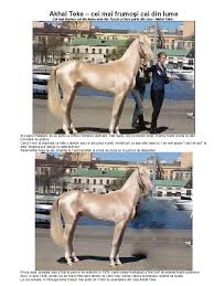 We did not find results for: Akhal Teke Cei Mai Frumosi Cai Din Lume