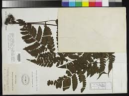 Image result for Triplophyllum