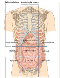 Anatomy is the amazing science. S2b1 Anatomy Abdominal Wall Inguinal Canal Flashcards Quizlet