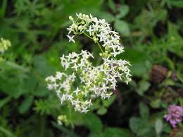 Image result for Galium