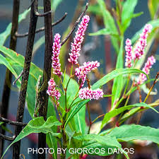 Image result for Persicaria senegalensis