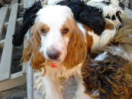 Wir suchen ein neues zuhause für unseren 4jährigen cocker spaniel rüden! Vermehrerhunde Cocker Und Setter In Not